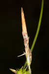 Sulphur sedge